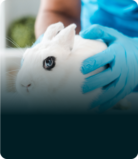 Tierversuche sind in der <strong>EU immer noch legal.</strong>